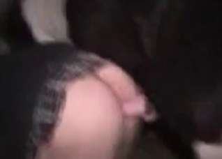Stallion explores a snatch
