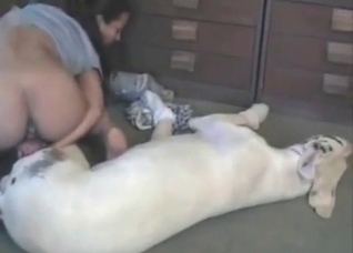 White animal and obedient zoofil
