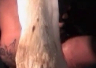 Horse porn try out in the barn