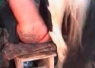Horse porn try out in the barn