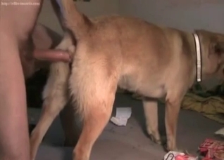 Dog slowly screwed from behind