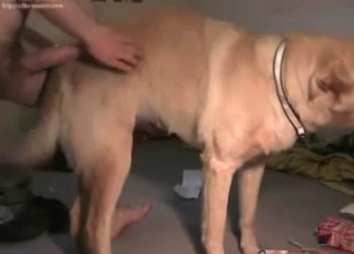 Dog slowly screwed from behind