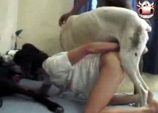 Friendship with a playful dog