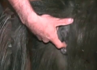 Farmer fucks his black horse