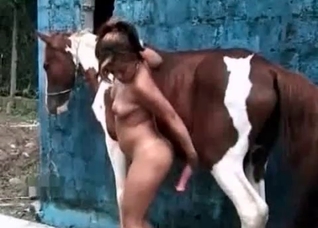 Spotted horse and zoo slut