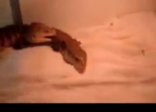 Two crocodiles are having sex