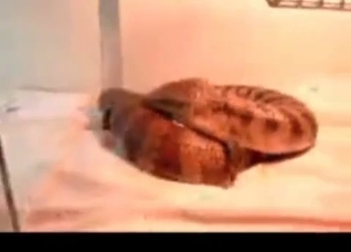 Two crocodiles are having sex