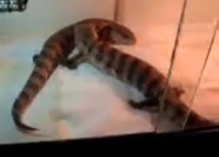 Two crocodiles are having sex