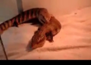 Two crocodiles are having sex