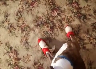 Amateur porn with a hot doggy
