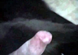 Dog sucked by a family couple