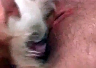 Meaty animal cock in a pussy