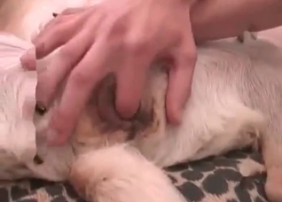 Stimulated anal of a doggy