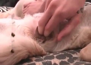 Stimulated anal of a doggy