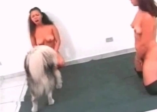 Two bitches are trying out animality