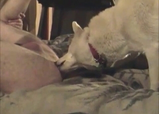 Cute animal licks my anus