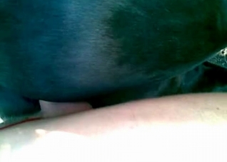 Awesome bestiality in the POV style