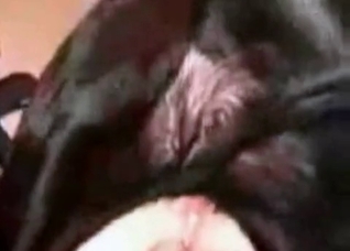 Big black dog and zoo whore