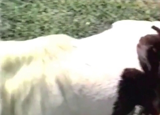 Nasty outdoor zoophilia at the farm