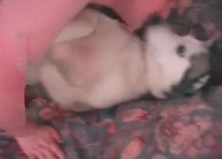 My doggy adores a hard boner