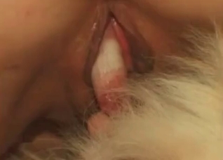 Slow movements on a dog dick