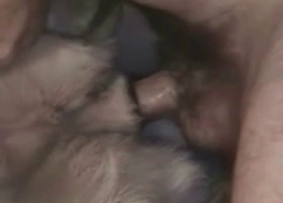 Exploring and stretching dog anus