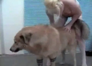 Huge hairy dog and slender bitch