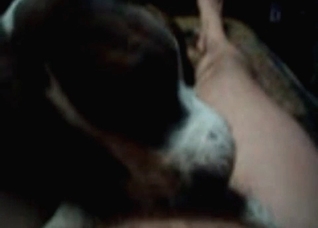 Passionate blowjob by a dog