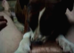 Passionate blowjob by a dog