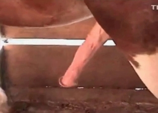 Horse sex action in the barn