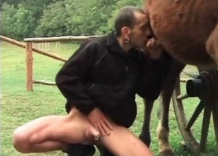 Mature zoofil blows a horse