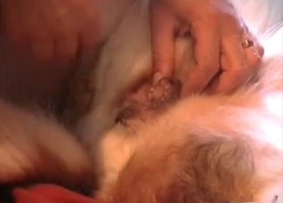 Small dog ass for a hard dick