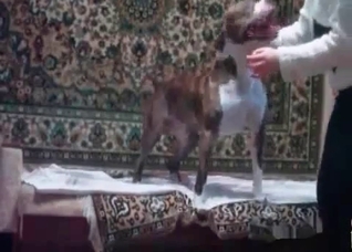 Drinking tea before bestiality
