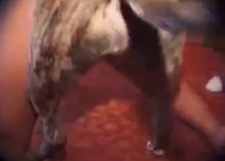 Life in the bestiality style