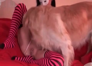 Masked chick licked by her dog