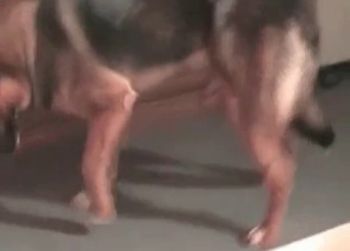 Trained Shepherd in the zoo porn