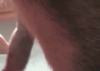 Trained Shepherd in the zoo porn