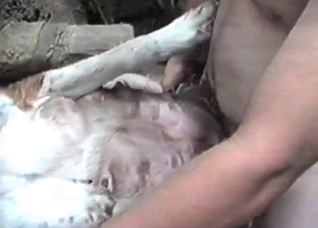 White animal screwed deep and hard