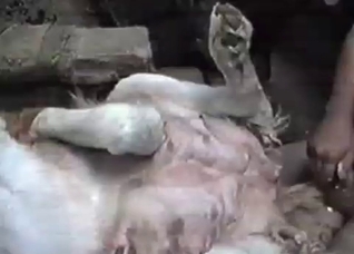 White animal screwed deep and hard