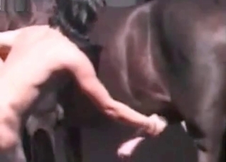 Quickly masturbating a horse wiener