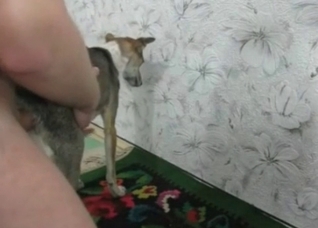 Dog gets fucked by my huge wiener