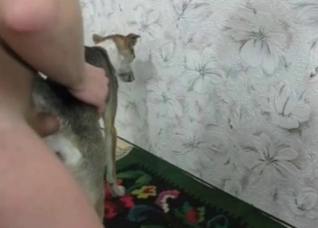 Dog gets fucked by my huge wiener