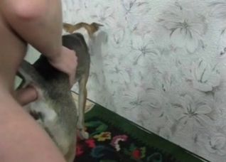Dog gets fucked by my huge wiener