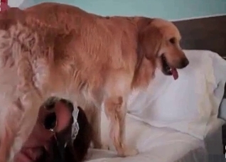 Hairy doggy pounds a pussy