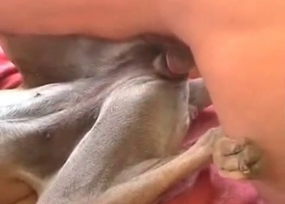 Gorgeous anal sex with my dog