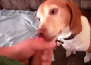 Small puppy enjoys a hard cock