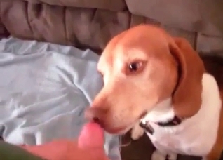 Small puppy enjoys a hard cock