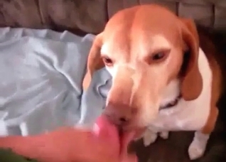 Small puppy enjoys a hard cock