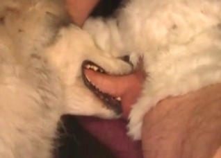Dog swallows my horny wiener