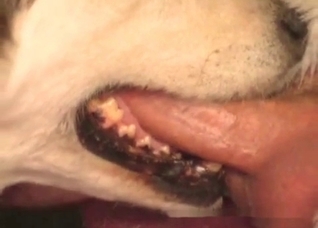 Dog swallows my horny wiener